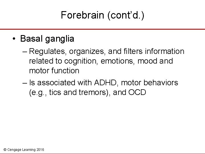 Forebrain (cont’d. ) • Basal ganglia – Regulates, organizes, and filters information related to