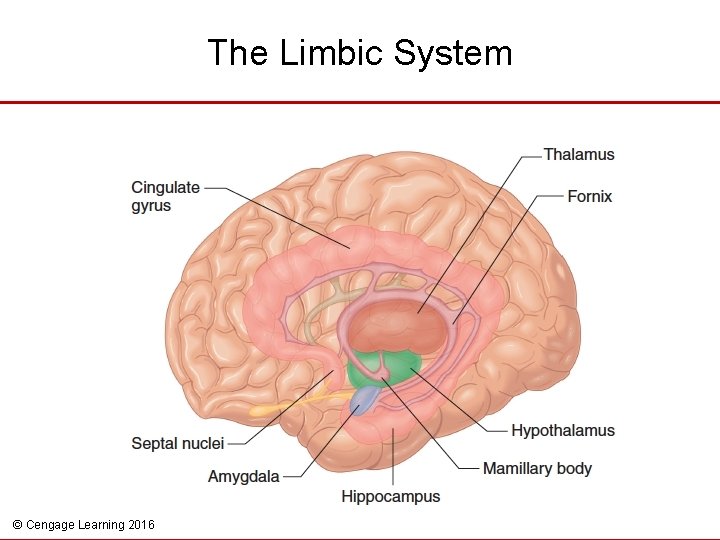 The Limbic System © Cengage Learning 2016 