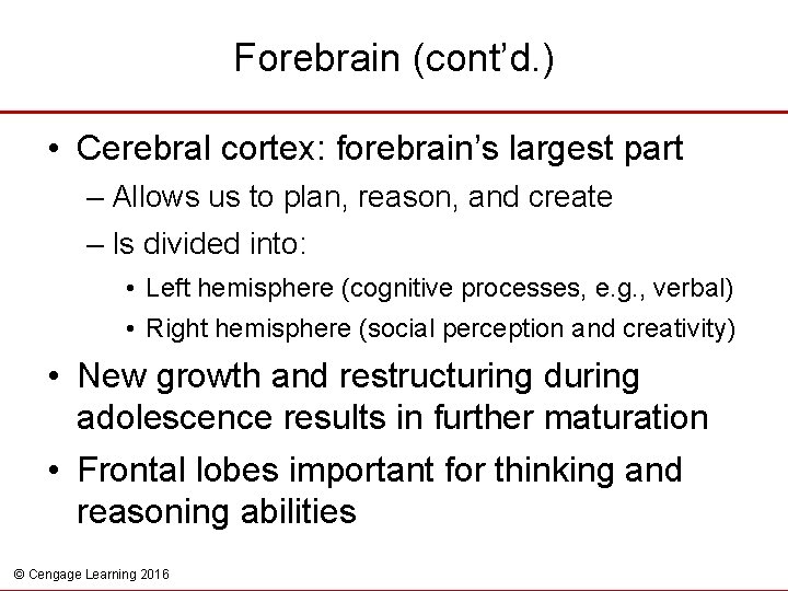 Forebrain (cont’d. ) • Cerebral cortex: forebrain’s largest part – Allows us to plan,
