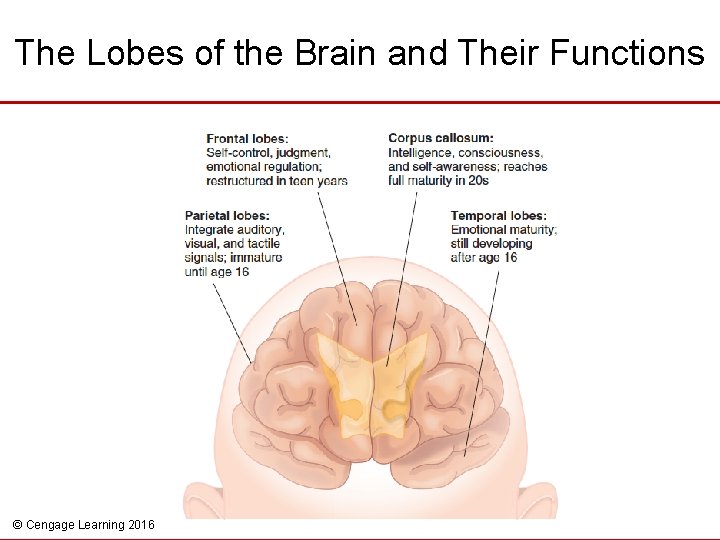 The Lobes of the Brain and Their Functions © Cengage Learning 2016 