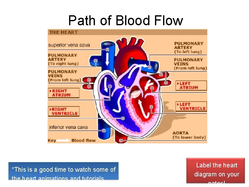 Path of Blood Flow *This is a good time to watch some of the