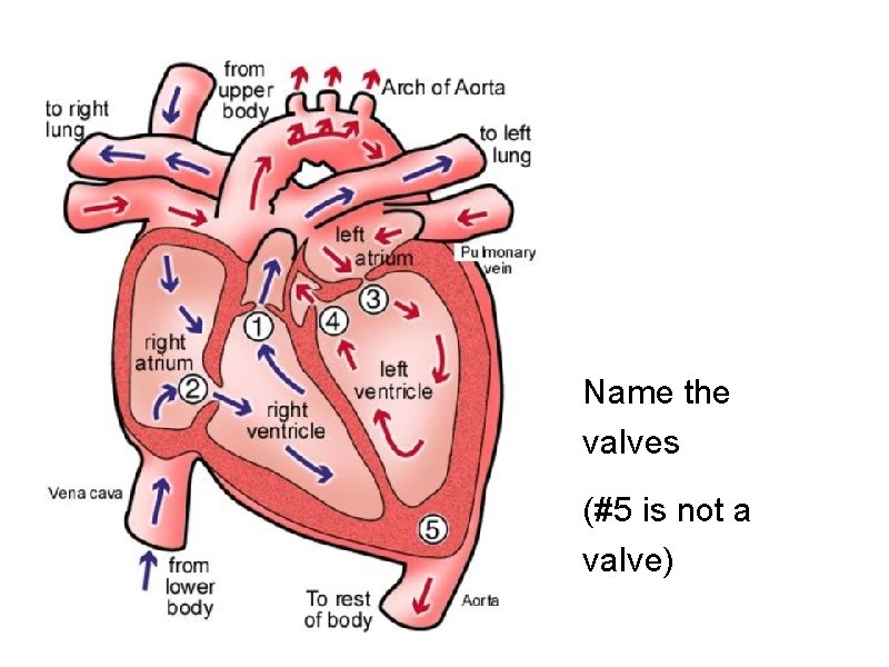 Name the valves (#5 is not a valve) 