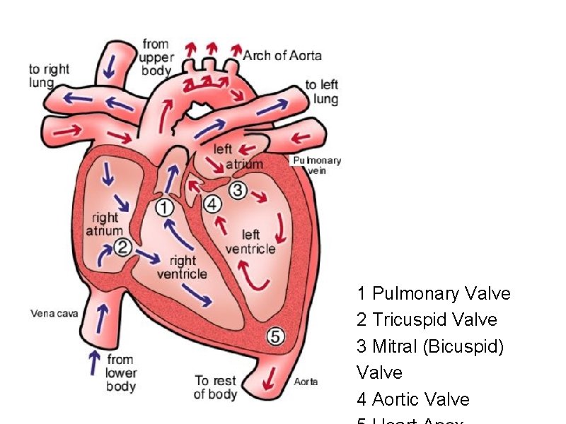 1 Pulmonary Valve 2 Tricuspid Valve 3 Mitral (Bicuspid) Valve 4 Aortic Valve 