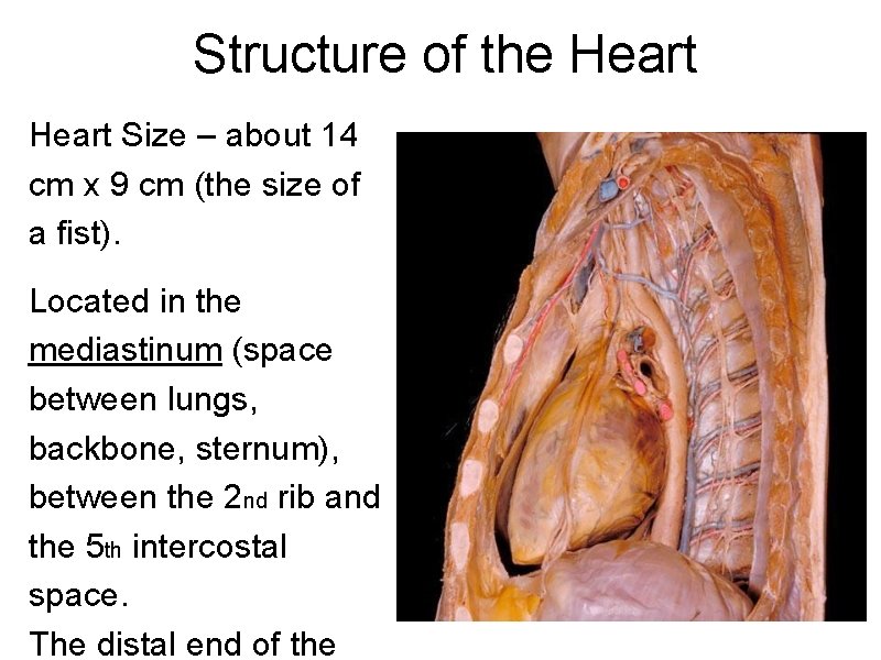 Structure of the Heart Size – about 14 cm x 9 cm (the size