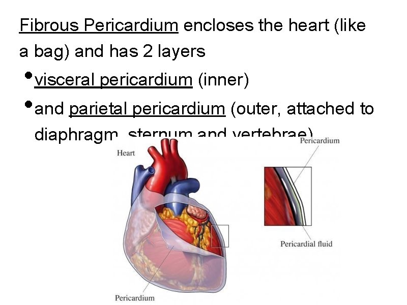 Fibrous Pericardium encloses the heart (like a bag) and has 2 layers • visceral