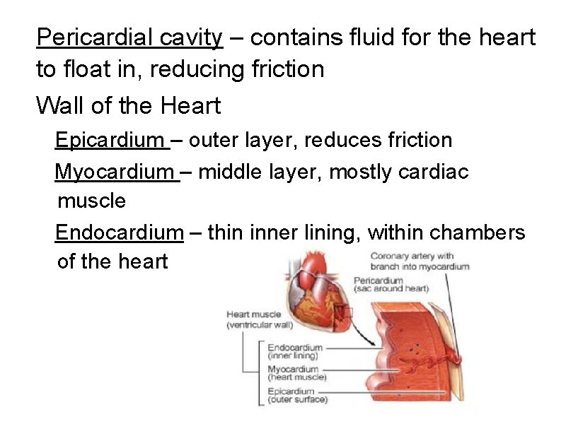 Pericardial cavity – contains fluid for the heart to float in, reducing friction Wall