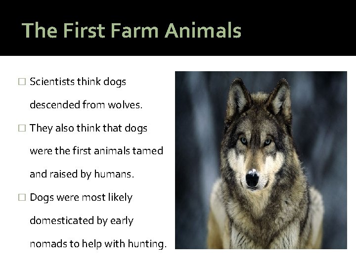 The First Farm Animals � Scientists think dogs descended from wolves. � They also