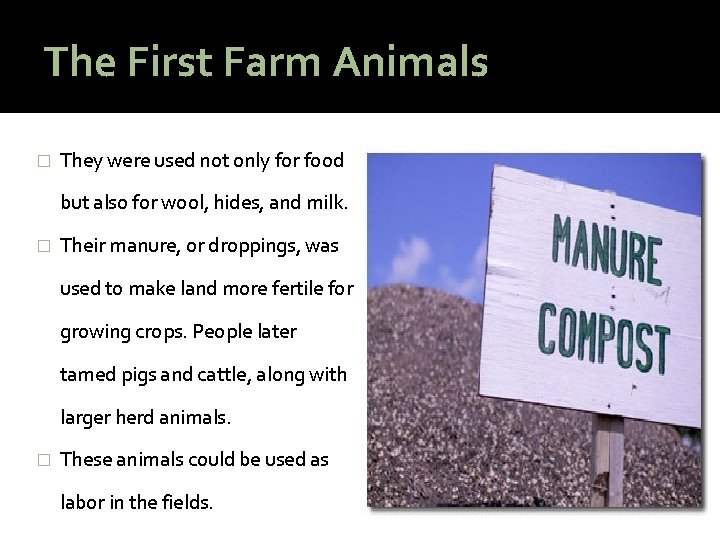 The First Farm Animals � They were used not only for food but also