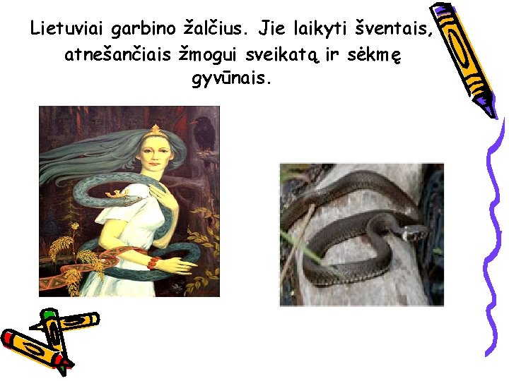 Lietuviai garbino žalčius. Jie laikyti šventais, atnešančiais žmogui sveikatą ir sėkmę gyvūnais. 