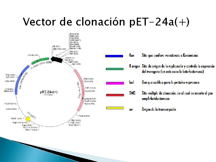 Vector de clonación p. ET-24 a(+) 