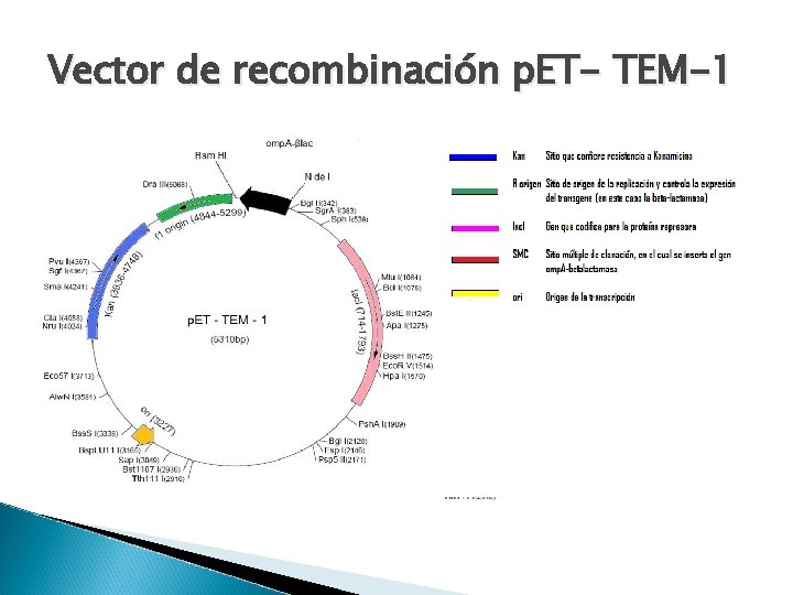 Vector de recombinación p. ET- TEM-1 