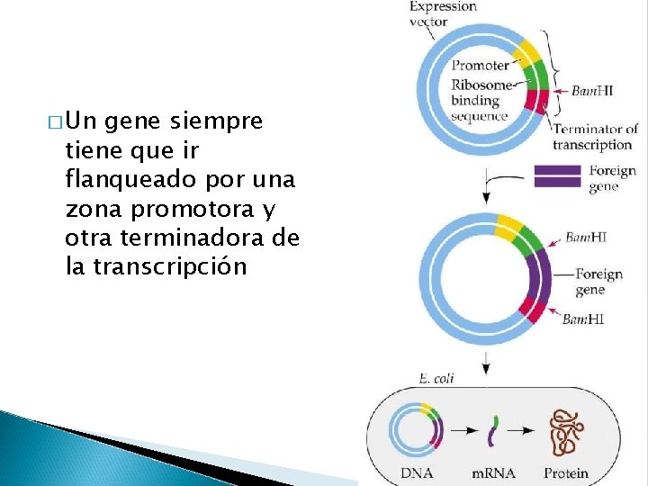 � Un gene siempre tiene que ir flanqueado por una zona promotora y otra