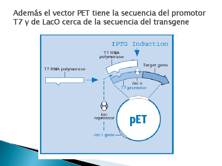 Además el vector PET tiene la secuencia del promotor T 7 y de Lac.