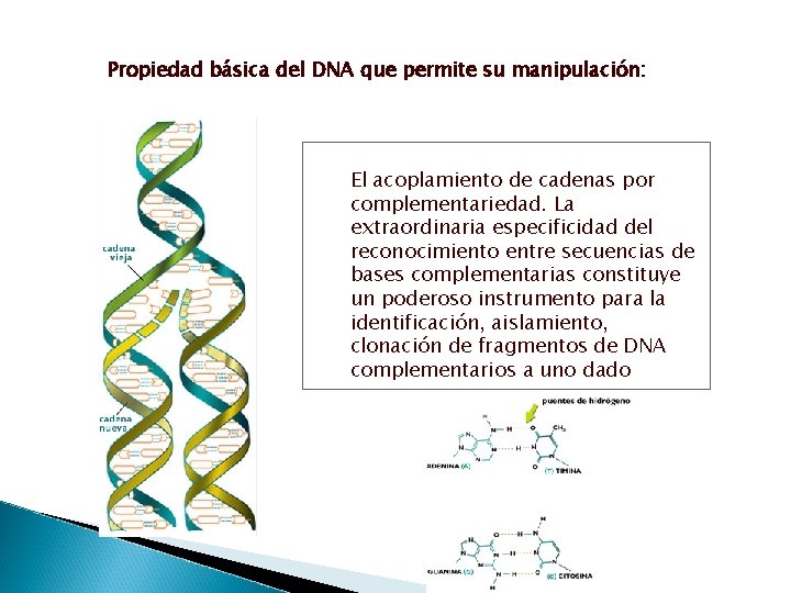 Propiedad básica del DNA que permite su manipulación: El acoplamiento de cadenas por complementariedad.