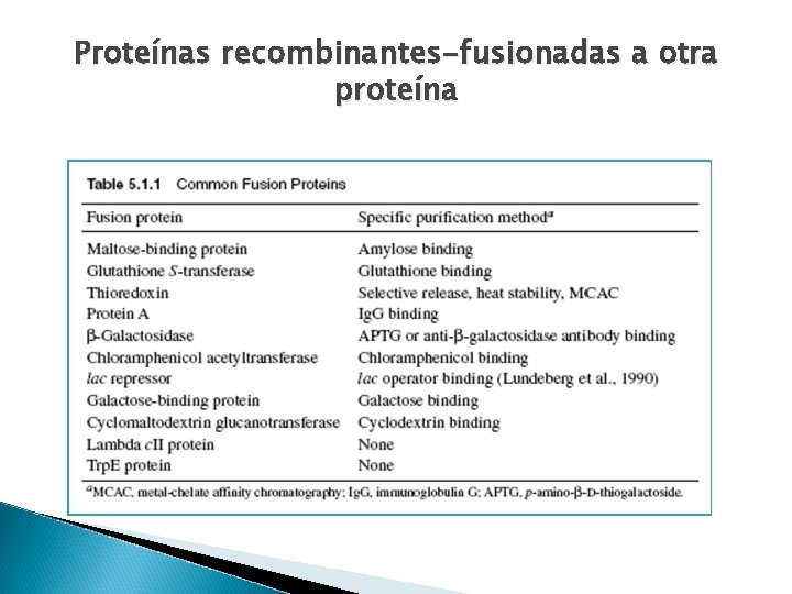 Proteínas recombinantes-fusionadas a otra proteína 