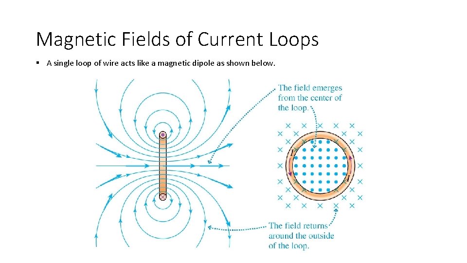 Magnetic Fields of Current Loops § A single loop of wire acts like a