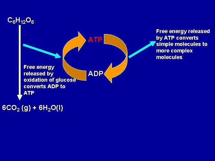C 6 H 12 O 6 ATP Free energy released by oxidation of glucose