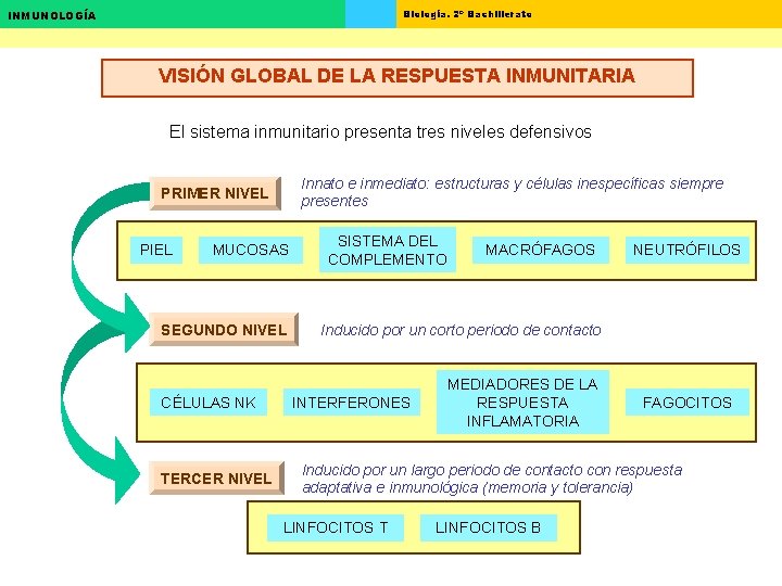 Biología. 2º Bachillerato INMUNOLOGÍA VISIÓN GLOBAL DE LA RESPUESTA INMUNITARIA El sistema inmunitario presenta Biología. 2º Bachillerato INMUNOLOGÍA VISIÓN GLOBAL DE LA RESPUESTA INMUNITARIA El sistema inmunitario presenta