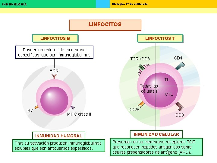 Biología. 2º Bachillerato INMUNOLOGÍA LINFOCITOS B Poseen receptores de membrana específicos, que son inmunoglobulinas Biología. 2º Bachillerato INMUNOLOGÍA LINFOCITOS B Poseen receptores de membrana específicos, que son inmunoglobulinas