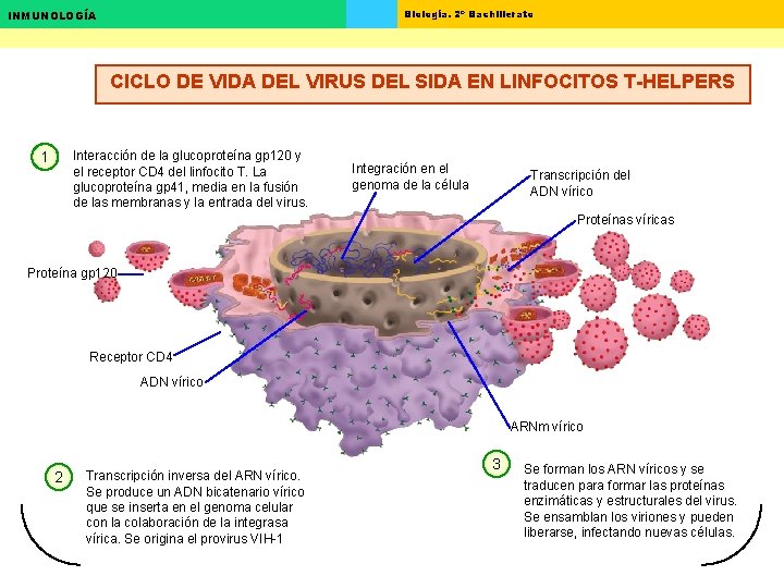 Biología. 2º Bachillerato INMUNOLOGÍA CICLO DE VIDA DEL VIRUS DEL SIDA EN LINFOCITOS T-HELPERS Biología. 2º Bachillerato INMUNOLOGÍA CICLO DE VIDA DEL VIRUS DEL SIDA EN LINFOCITOS T-HELPERS