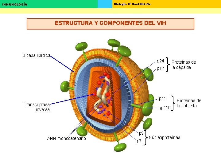 Biología. 2º Bachillerato INMUNOLOGÍA ESTRUCTURA Y COMPONENTES DEL VIH Bicapa lipídica p 24 p Biología. 2º Bachillerato INMUNOLOGÍA ESTRUCTURA Y COMPONENTES DEL VIH Bicapa lipídica p 24 p