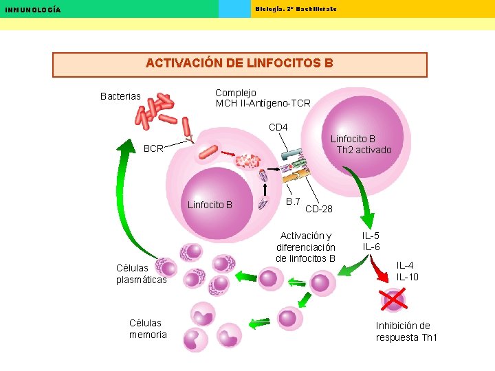 Biología. 2º Bachillerato INMUNOLOGÍA ACTIVACIÓN DE LINFOCITOS B Complejo MCH II-Antígeno-TCR Bacterias CD 4 Biología. 2º Bachillerato INMUNOLOGÍA ACTIVACIÓN DE LINFOCITOS B Complejo MCH II-Antígeno-TCR Bacterias CD 4