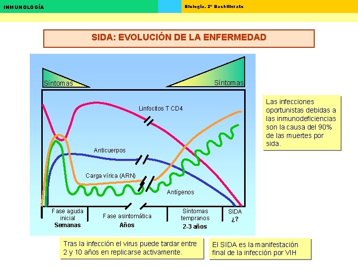 Biología. 2º Bachillerato INMUNOLOGÍA SIDA: EVOLUCIÓN DE LA ENFERMEDAD Síntomas Las infecciones oportunistas debidas Biología. 2º Bachillerato INMUNOLOGÍA SIDA: EVOLUCIÓN DE LA ENFERMEDAD Síntomas Las infecciones oportunistas debidas