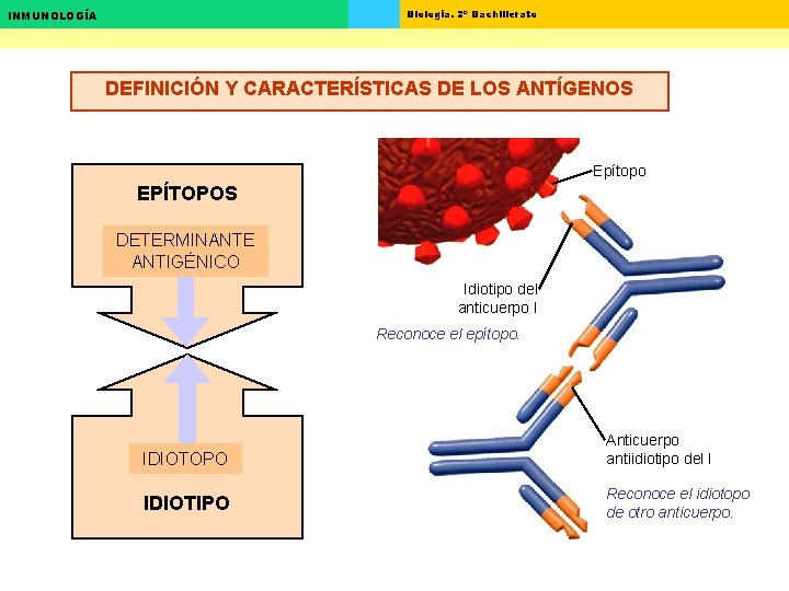 Biología. 2º Bachillerato INMUNOLOGÍA DEFINICIÓN Y CARACTERÍSTICAS DE LOS ANTÍGENOS Epítopo EPÍTOPOS DETERMINANTE ANTIGÉNICO Biología. 2º Bachillerato INMUNOLOGÍA DEFINICIÓN Y CARACTERÍSTICAS DE LOS ANTÍGENOS Epítopo EPÍTOPOS DETERMINANTE ANTIGÉNICO