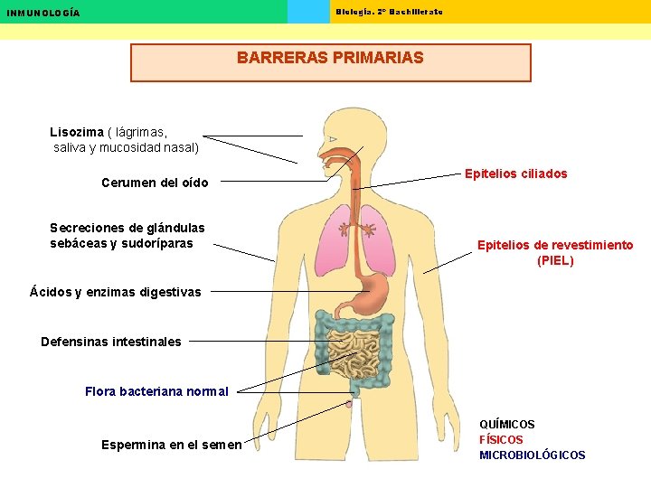 Biología. 2º Bachillerato INMUNOLOGÍA BARRERAS PRIMARIAS Lisozima ( lágrimas, saliva y mucosidad nasal) Cerumen Biología. 2º Bachillerato INMUNOLOGÍA BARRERAS PRIMARIAS Lisozima ( lágrimas, saliva y mucosidad nasal) Cerumen