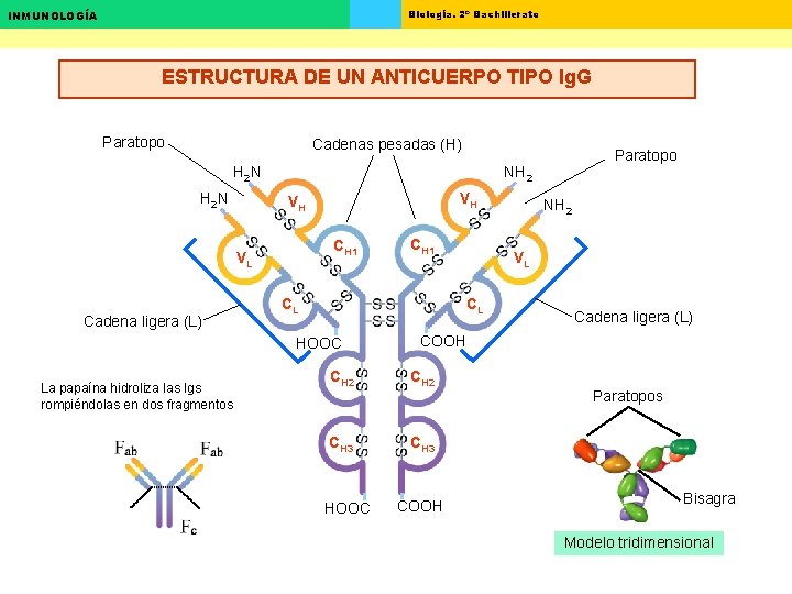 Biología. 2º Bachillerato INMUNOLOGÍA ESTRUCTURA DE UN ANTICUERPO TIPO Ig. G Paratopo Cadenas pesadas Biología. 2º Bachillerato INMUNOLOGÍA ESTRUCTURA DE UN ANTICUERPO TIPO Ig. G Paratopo Cadenas pesadas