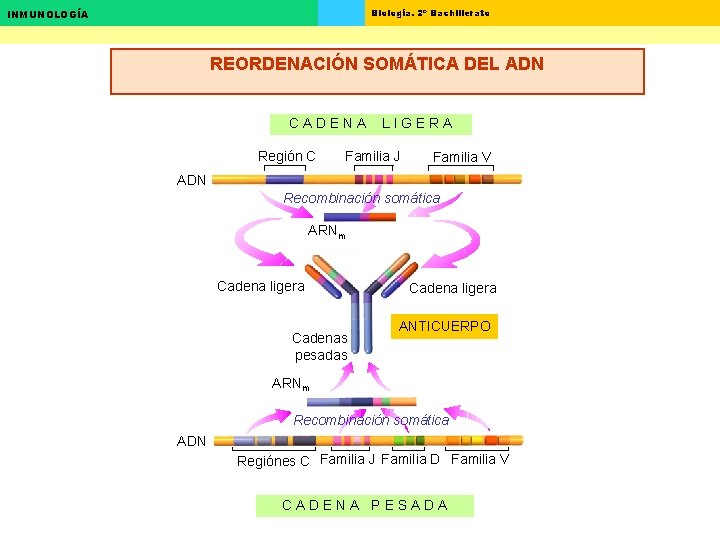Biología. 2º Bachillerato INMUNOLOGÍA REORDENACIÓN SOMÁTICA DEL ADN CADENA Región C LIGERA Familia J Biología. 2º Bachillerato INMUNOLOGÍA REORDENACIÓN SOMÁTICA DEL ADN CADENA Región C LIGERA Familia J