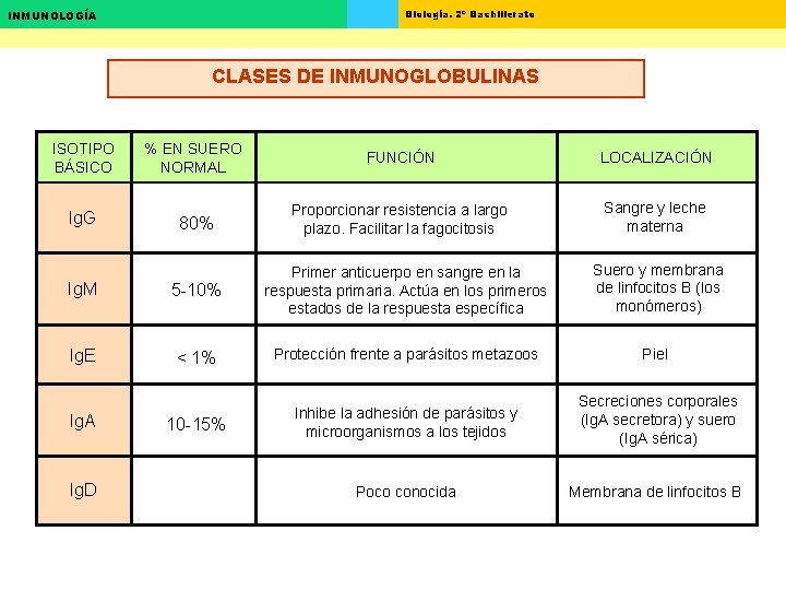 Biología. 2º Bachillerato INMUNOLOGÍA CLASES DE INMUNOGLOBULINAS ISOTIPO BÁSICO Ig. G % EN SUERO Biología. 2º Bachillerato INMUNOLOGÍA CLASES DE INMUNOGLOBULINAS ISOTIPO BÁSICO Ig. G % EN SUERO