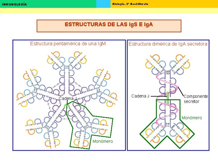 Biología. 2º Bachillerato INMUNOLOGÍA ESTRUCTURAS DE LAS Ig. S E Ig. A Estructura pentamérica Biología. 2º Bachillerato INMUNOLOGÍA ESTRUCTURAS DE LAS Ig. S E Ig. A Estructura pentamérica