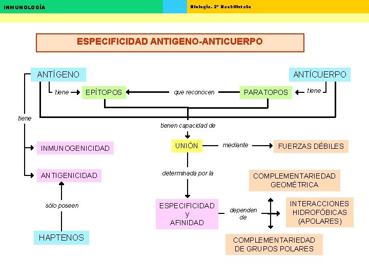 Biología. 2º Bachillerato INMUNOLOGÍA ESPECIFICIDAD ANTIGENO-ANTICUERPO ANTÍGENO tiene ANTÍCUERPO EPÍTOPOS que reconocen PARATOPOS tienen Biología. 2º Bachillerato INMUNOLOGÍA ESPECIFICIDAD ANTIGENO-ANTICUERPO ANTÍGENO tiene ANTÍCUERPO EPÍTOPOS que reconocen PARATOPOS tienen