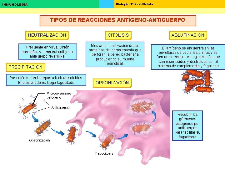 Biología. 2º Bachillerato INMUNOLOGÍA TIPOS DE REACCIONES ANTÍGENO-ANTICUERPO NEUTRALIZACIÓN Frecuente en virus. Unión específica Biología. 2º Bachillerato INMUNOLOGÍA TIPOS DE REACCIONES ANTÍGENO-ANTICUERPO NEUTRALIZACIÓN Frecuente en virus. Unión específica