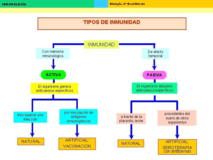 Biología. 2º Bachillerato INMUNOLOGÍA TIPOS DE INMUNIDAD Con memoria inmunológica De efecto temporal ACTIVA Biología. 2º Bachillerato INMUNOLOGÍA TIPOS DE INMUNIDAD Con memoria inmunológica De efecto temporal ACTIVA