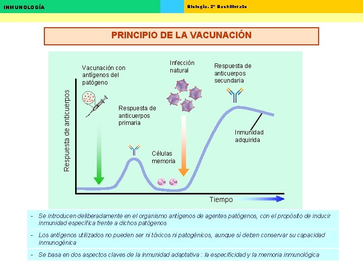 Biología. 2º Bachillerato INMUNOLOGÍA PRINCIPIO DE LA VACUNACIÓN Infección natural Respuesta de anticuerpos Vacunación Biología. 2º Bachillerato INMUNOLOGÍA PRINCIPIO DE LA VACUNACIÓN Infección natural Respuesta de anticuerpos Vacunación
