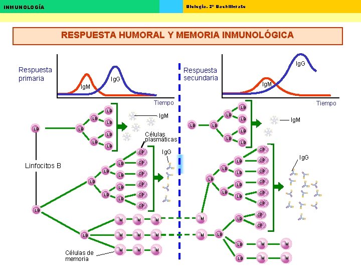 Biología. 2º Bachillerato INMUNOLOGÍA RESPUESTA HUMORAL Y MEMORIA INMUNOLÓGICA Respuesta primaria Ig. G Respuesta Biología. 2º Bachillerato INMUNOLOGÍA RESPUESTA HUMORAL Y MEMORIA INMUNOLÓGICA Respuesta primaria Ig. G Respuesta