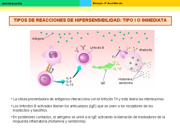 Biología. 2º Bachillerato INMUNOLOGÍA TIPOS DE REACCIONES DE HIPERSENSIBILIDAD: TIPO I O INMEDIATA Alérgeno Biología. 2º Bachillerato INMUNOLOGÍA TIPOS DE REACCIONES DE HIPERSENSIBILIDAD: TIPO I O INMEDIATA Alérgeno