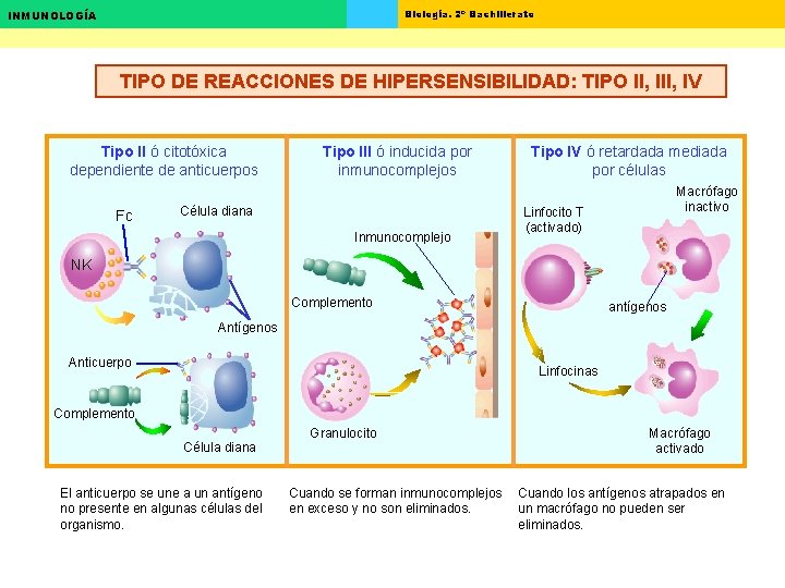 Biología. 2º Bachillerato INMUNOLOGÍA TIPO DE REACCIONES DE HIPERSENSIBILIDAD: TIPO II, IV Tipo II Biología. 2º Bachillerato INMUNOLOGÍA TIPO DE REACCIONES DE HIPERSENSIBILIDAD: TIPO II, IV Tipo II