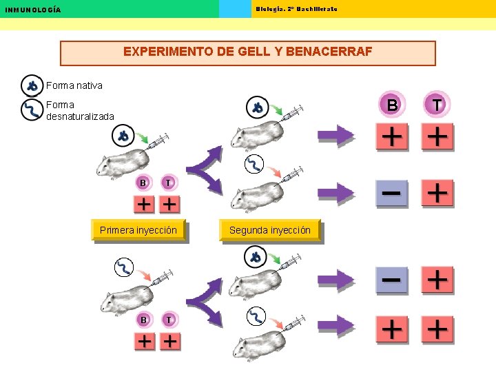 Biología. 2º Bachillerato INMUNOLOGÍA EXPERIMENTO DE GELL Y BENACERRAF Forma nativa B Forma desnaturalizada Biología. 2º Bachillerato INMUNOLOGÍA EXPERIMENTO DE GELL Y BENACERRAF Forma nativa B Forma desnaturalizada