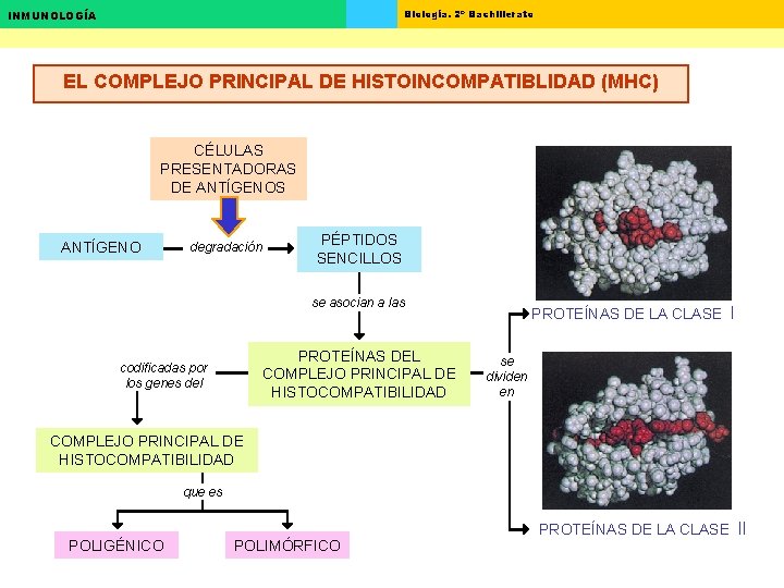 Biología. 2º Bachillerato INMUNOLOGÍA EL COMPLEJO PRINCIPAL DE HISTOINCOMPATIBLIDAD (MHC) CÉLULAS PRESENTADORAS DE ANTÍGENOS Biología. 2º Bachillerato INMUNOLOGÍA EL COMPLEJO PRINCIPAL DE HISTOINCOMPATIBLIDAD (MHC) CÉLULAS PRESENTADORAS DE ANTÍGENOS