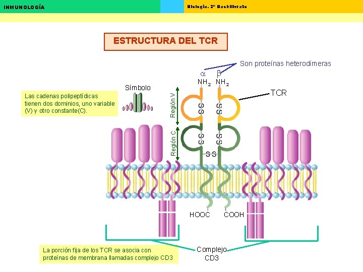 Biología. 2º Bachillerato INMUNOLOGÍA ESTRUCTURA DEL TCR a b NH 2 TCR Región C Biología. 2º Bachillerato INMUNOLOGÍA ESTRUCTURA DEL TCR a b NH 2 TCR Región C