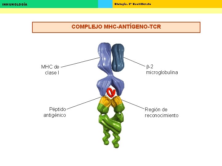 Biología. 2º Bachillerato INMUNOLOGÍA COMPLEJO MHC-ANTÍGENO-TCR MHC de clase I Péptido antigénico b-2 microglobulina Biología. 2º Bachillerato INMUNOLOGÍA COMPLEJO MHC-ANTÍGENO-TCR MHC de clase I Péptido antigénico b-2 microglobulina