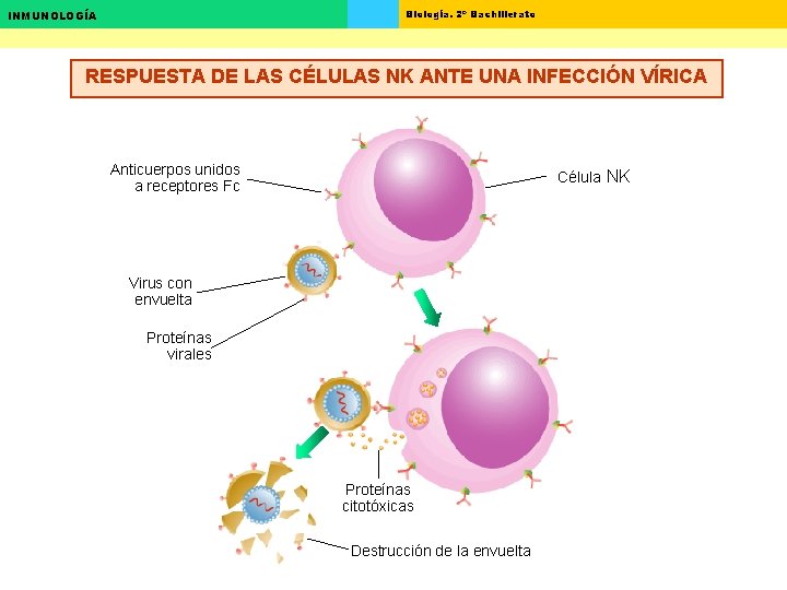 Biología. 2º Bachillerato INMUNOLOGÍA RESPUESTA DE LAS CÉLULAS NK ANTE UNA INFECCIÓN VÍRICA Anticuerpos Biología. 2º Bachillerato INMUNOLOGÍA RESPUESTA DE LAS CÉLULAS NK ANTE UNA INFECCIÓN VÍRICA Anticuerpos