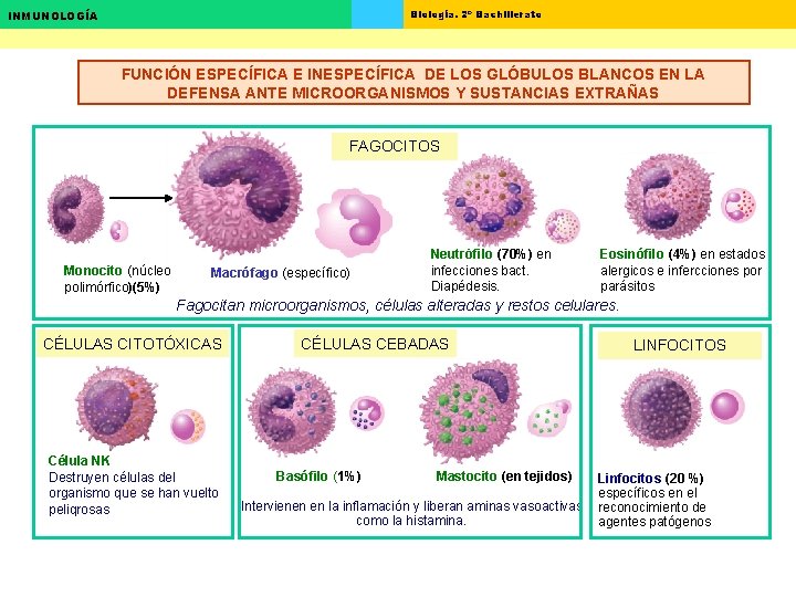 Biología. 2º Bachillerato INMUNOLOGÍA FUNCIÓN ESPECÍFICA E INESPECÍFICA DE LOS GLÓBULOS BLANCOS EN LA Biología. 2º Bachillerato INMUNOLOGÍA FUNCIÓN ESPECÍFICA E INESPECÍFICA DE LOS GLÓBULOS BLANCOS EN LA