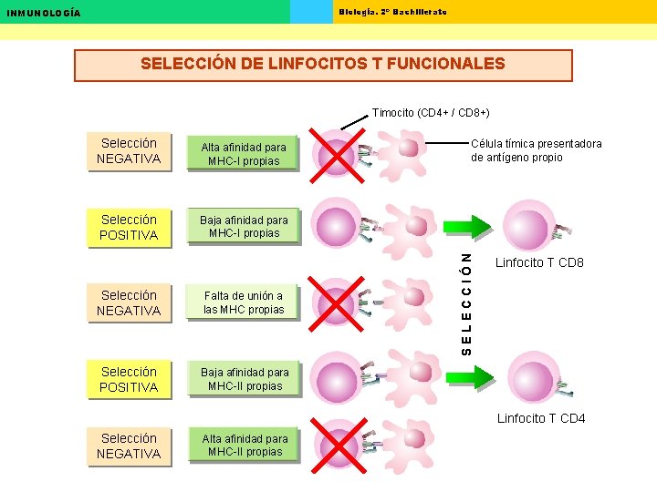 Biología. 2º Bachillerato INMUNOLOGÍA SELECCIÓN DE LINFOCITOS T FUNCIONALES Timocito (CD 4+ / CD Biología. 2º Bachillerato INMUNOLOGÍA SELECCIÓN DE LINFOCITOS T FUNCIONALES Timocito (CD 4+ / CD