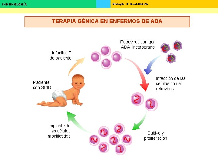Biología. 2º Bachillerato INMUNOLOGÍA TERAPIA GÉNICA EN ENFERMOS DE ADA Retrovirus con gen ADA Biología. 2º Bachillerato INMUNOLOGÍA TERAPIA GÉNICA EN ENFERMOS DE ADA Retrovirus con gen ADA