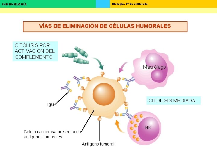 Biología. 2º Bachillerato INMUNOLOGÍA VÍAS DE ELIMINACIÓN DE CÉLULAS HUMORALES CITÓLISIS POR ACTIVACIÓN DEL Biología. 2º Bachillerato INMUNOLOGÍA VÍAS DE ELIMINACIÓN DE CÉLULAS HUMORALES CITÓLISIS POR ACTIVACIÓN DEL