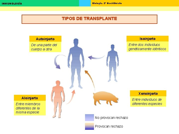 Biología. 2º Bachillerato INMUNOLOGÍA TIPOS DE TRANSPLANTE Isoinjerto Autoinjerto Entre dos individuos genéticamente idénticos Biología. 2º Bachillerato INMUNOLOGÍA TIPOS DE TRANSPLANTE Isoinjerto Autoinjerto Entre dos individuos genéticamente idénticos